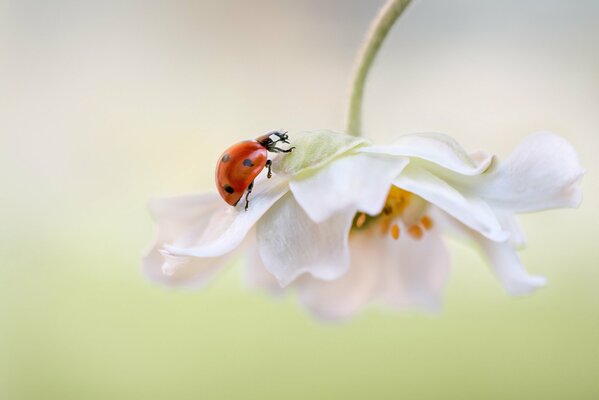 Schmetterling-Box auf einer weißen Blume