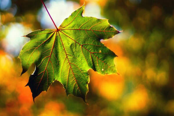 Hoja verde de cerca en otoño