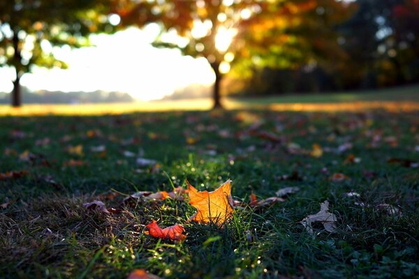 Sull erba verde, una foglia d autunno rossa