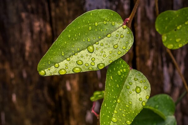 Image de feuilles vertes avec des gouttelettes de rosée