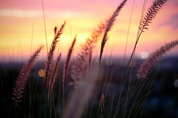 Ears of corn on the background of an evening sunset