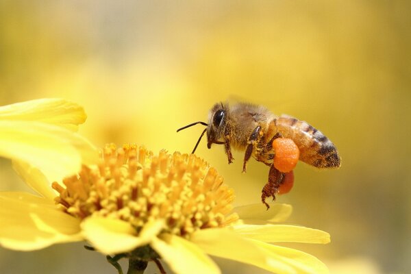 Lot pszczoły do żółtego kwiatu