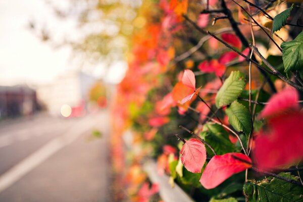 Zweige mit Herbstlaub auf verschwommenem Hintergrund