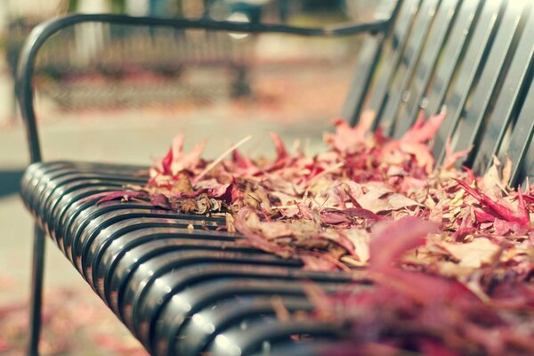 Herbstbank im Laubpark