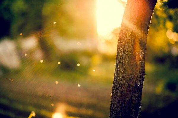 A tree in the park in the morning sun