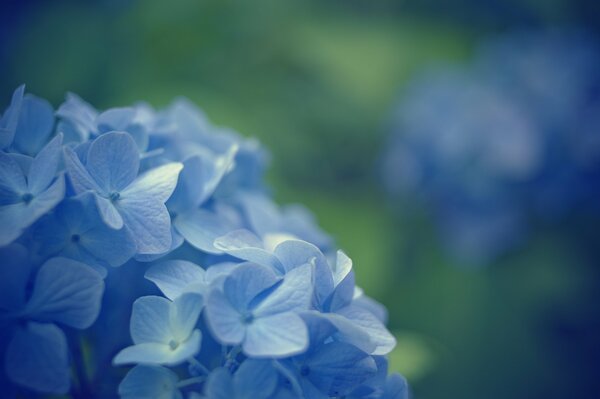 Primula azul sobre fondo borroso