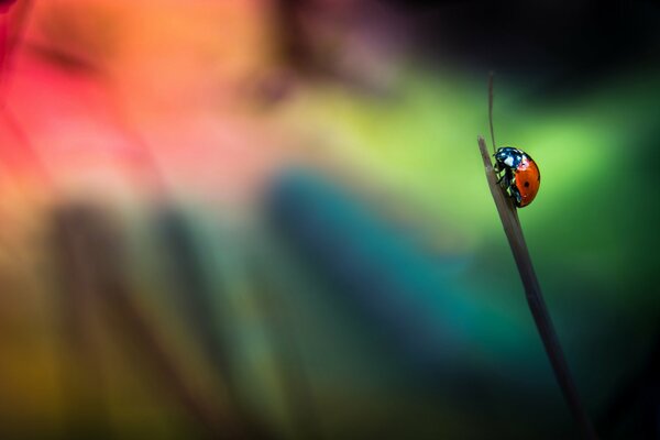 Preparation for the flight. Ladybug on a blade of grass. Memory of the rain