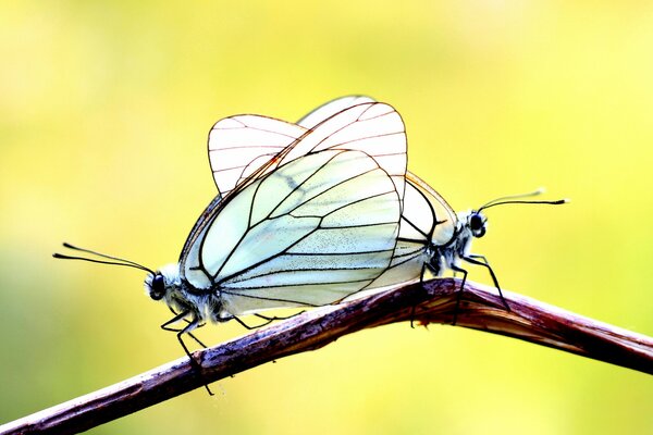 Dos mariposas en una rama