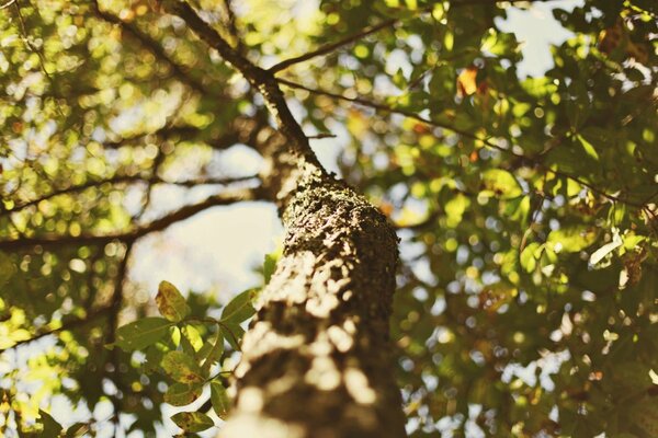 Un arbre en abondance de lumière