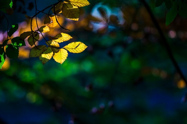 Hojas doradas de los árboles de otoño. Azul