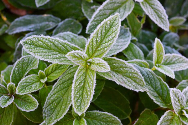 Menta fresca en escarcha helada