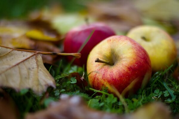Manzanas maduras en hojas de otoño en la hierba