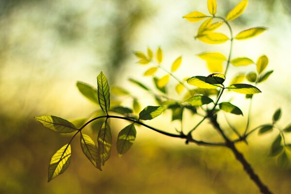 Feuille d arbre sur fond flou