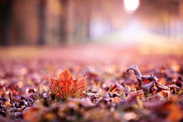 Autumn, fallen leaves on the grass