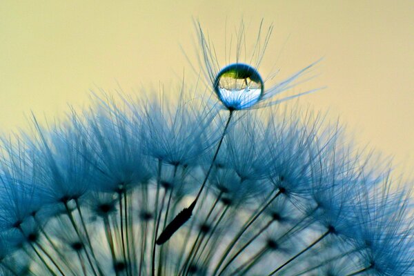 Pissenlit bleu approximatif avec une goutte de rosée