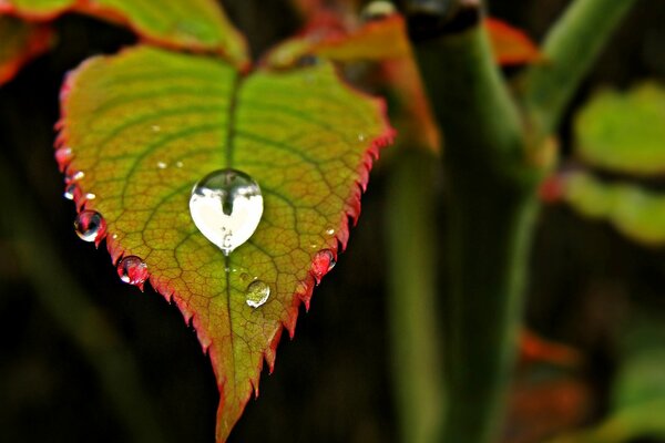 A leaf with dew drops on a blurry background