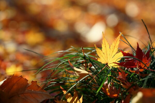 Otoño dorado, hojas caídas en la hierba