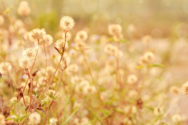 Fleurs printanières délicates dans la Prairie