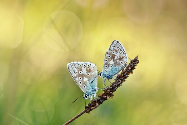 Dos mariposas en una espiguilla en primavera