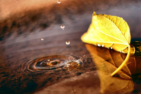 Wassertropfen und gelbes Herbstblatt in einer Pfütze