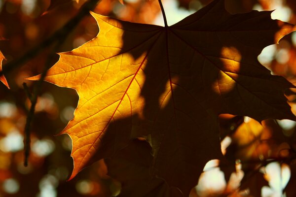 Hoja de otoño amarilla en los rayos del sol