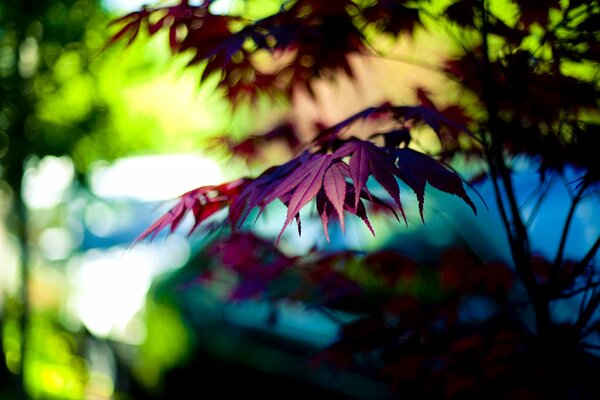 Hojas estrechas de color púrpura en el árbol