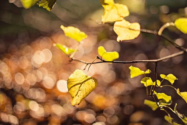 Yellow leaves on branches