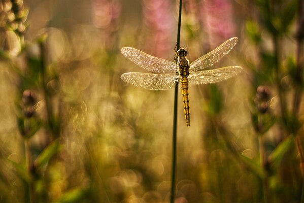 Libellula con ali lucide su sfondo verde