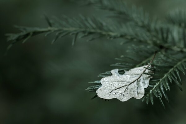 Dew drops on the leaves