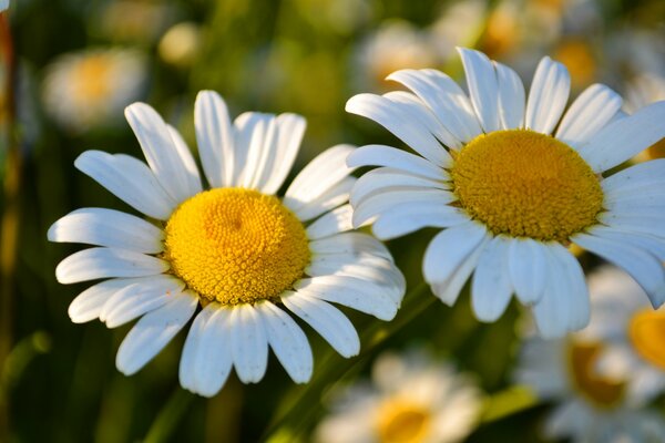 Gänseblümchen blühen im Feld nahe