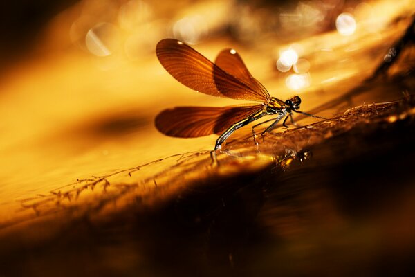 Brown dragonfly on a thin blade of grass