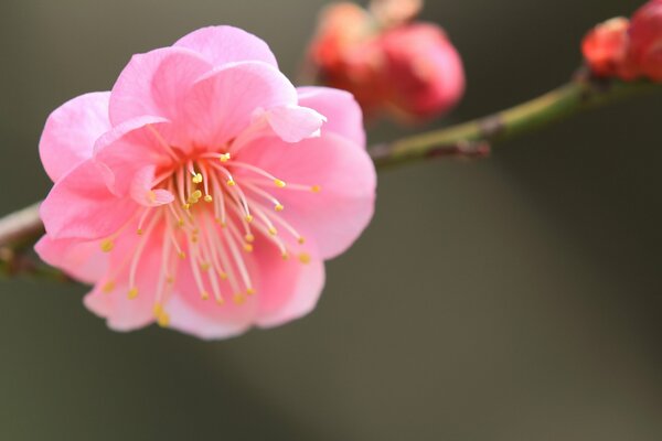 Pink Japanese apricot on a branch