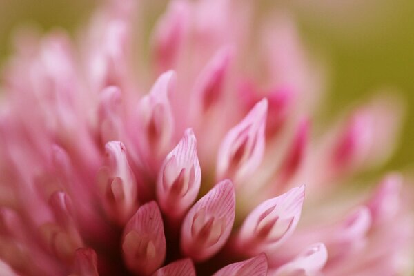 Fotografía macro de la flor. Flor rosa. Trébol rosa