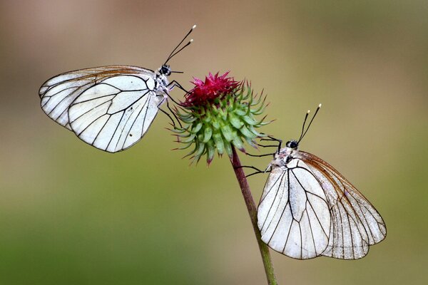 Dos mariposas en una flor verde grúa