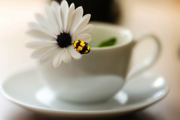 A beautiful saucer in the photo with an insect