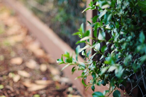 Greenery sprouted through the grid