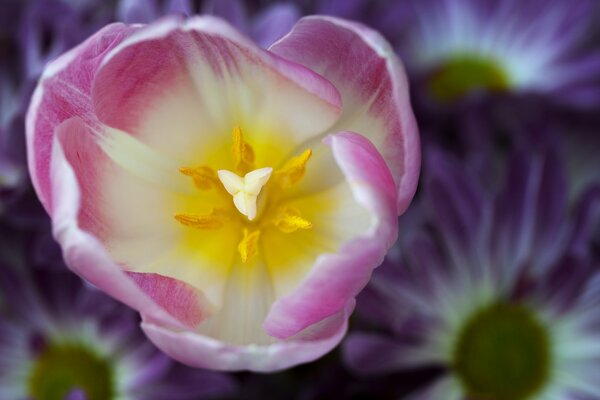 Tulip with white and pink petals