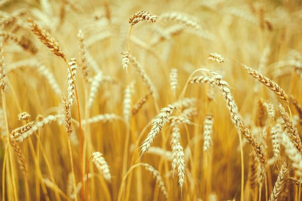 Field of wheat ears macro