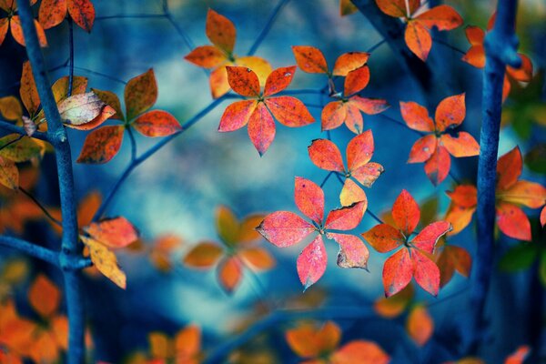 Leaves in macro photography on a blue background