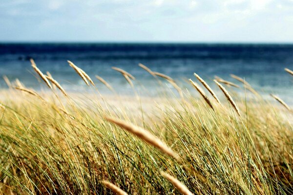 A macro wheat field of yellow color against the background of a bright blue sea under the summer sun