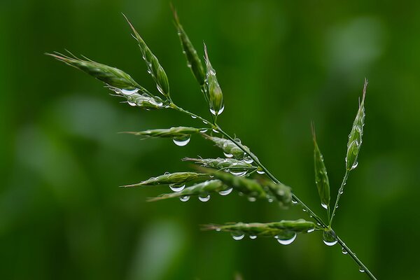 Dew drops on a green blade of grass