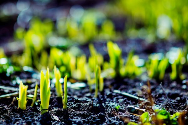 Green shoots are breaking out of the ground