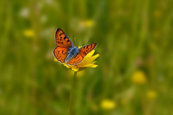 Im Feld auf einer gelben Blume ist ein schöner Schmetterling