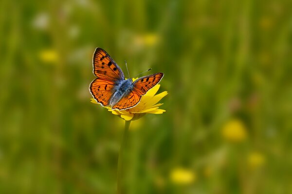 En el campo de la flor amarilla hermosa mariposa