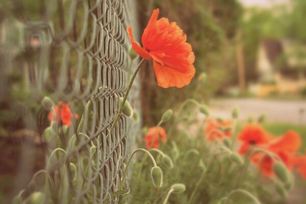 Flores de amapola en la malla de la cerca