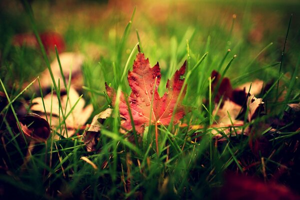 Jesienne liście w kroplach deszczu na zielonej trawie