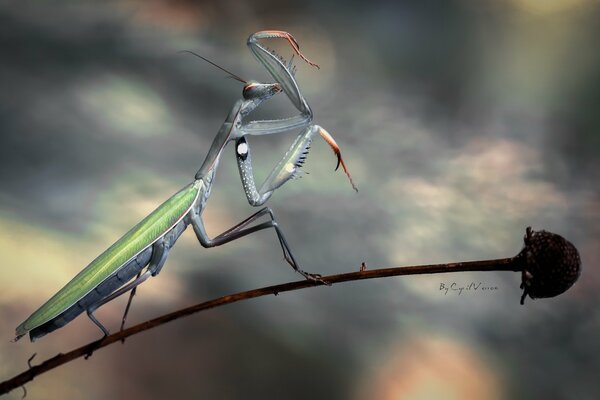 Insecto mantis en el tallo de la flor