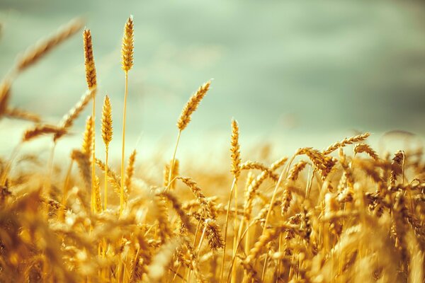 Photo of rye ears in the field