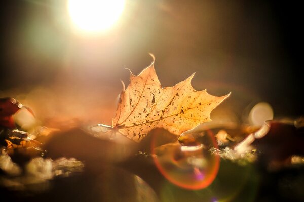 Herbstlaub in der Sonne