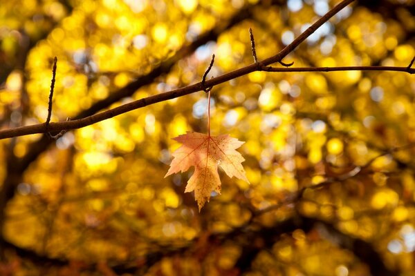 Ein einsames Herbstblatt hängt